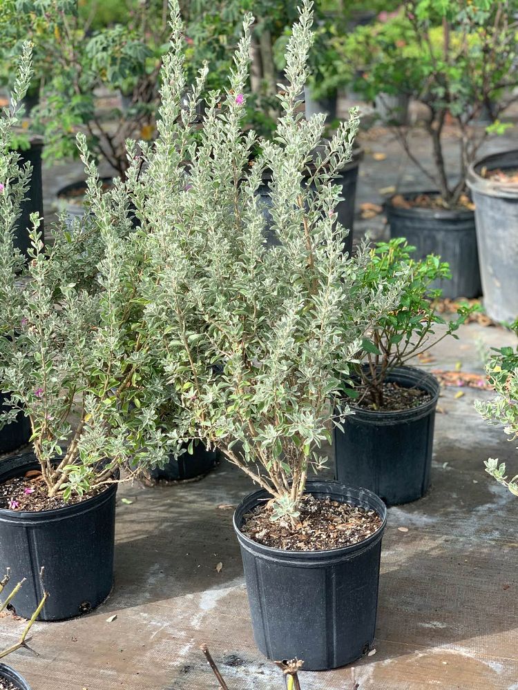 leucophyllum-frutescens-texas-sage-cenizo-barometer-bush-silverleaf-purple-sage-texas-ranger