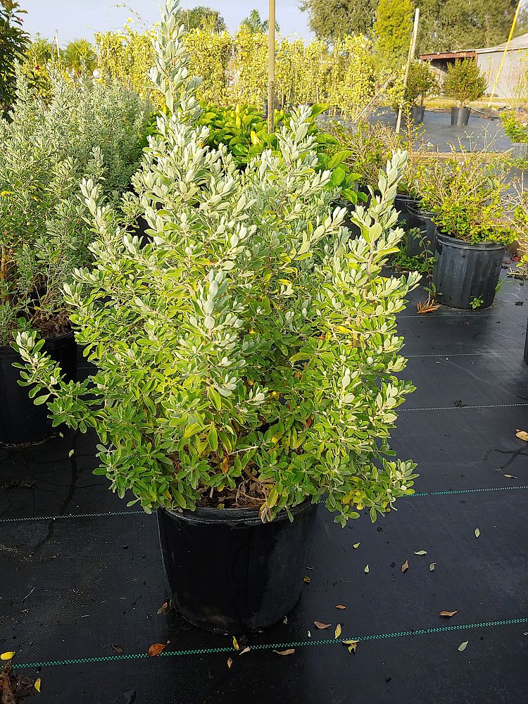 leucophyllum-frutescens-texas-sage-cenizo-barometer-bush-silverleaf-purple-sage-texas-ranger