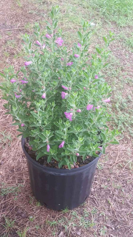 leucophyllum-frutescens-texas-sage-cenizo-barometer-bush-silverleaf-purple-sage-texas-ranger