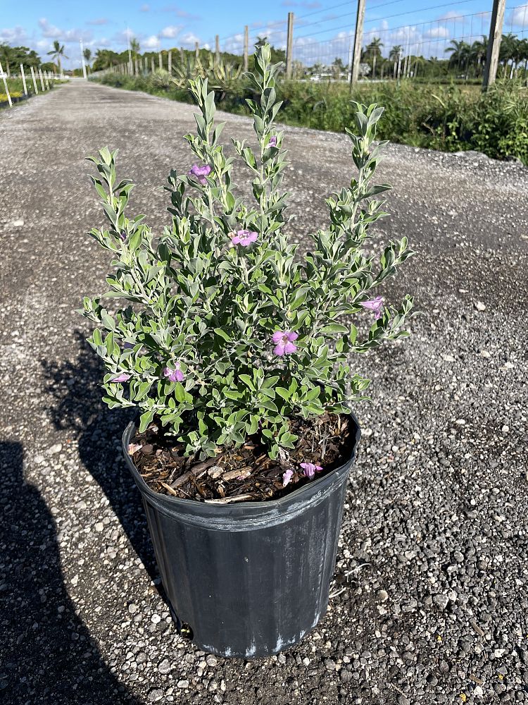leucophyllum-frutescens-texas-sage-cenizo-barometer-bush-silverleaf-purple-sage-texas-ranger