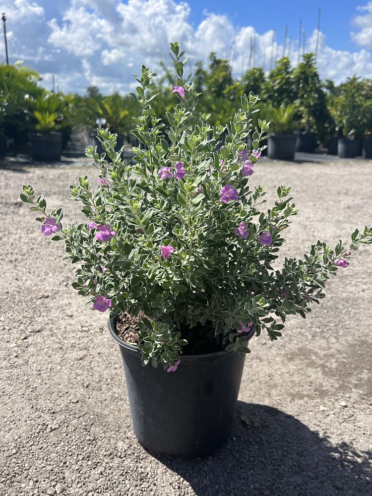 leucophyllum-frutescens-texas-sage-cenizo-barometer-bush-silverleaf-purple-sage-texas-ranger