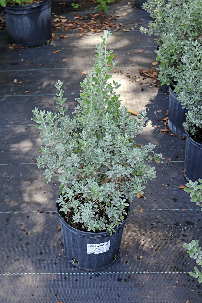 leucophyllum-frutescens-texas-sage-cenizo-barometer-bush-silverleaf-purple-sage-texas-ranger