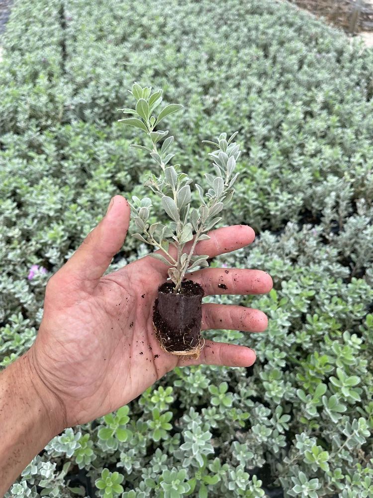 leucophyllum-frutescens-texas-sage-cenizo-barometer-bush-silverleaf-purple-sage-texas-ranger