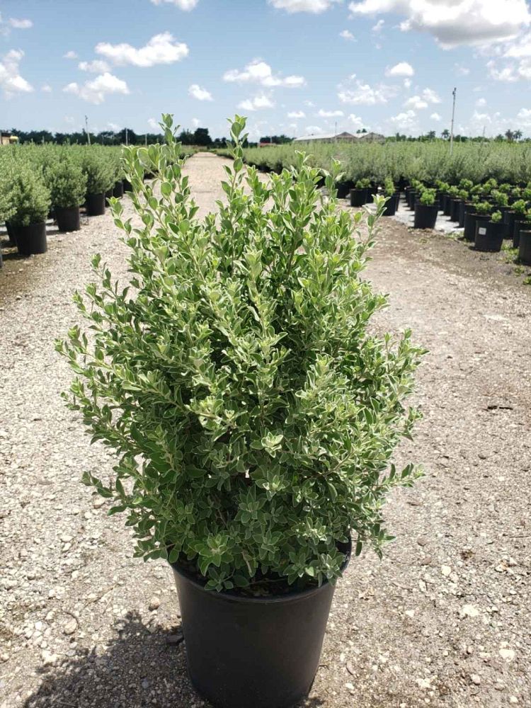 leucophyllum-frutescens-texas-sage-cenizo-barometer-bush-silverleaf-purple-sage-texas-ranger