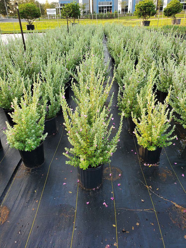 leucophyllum-frutescens-texas-sage-cenizo-barometer-bush-silverleaf-purple-sage-texas-ranger