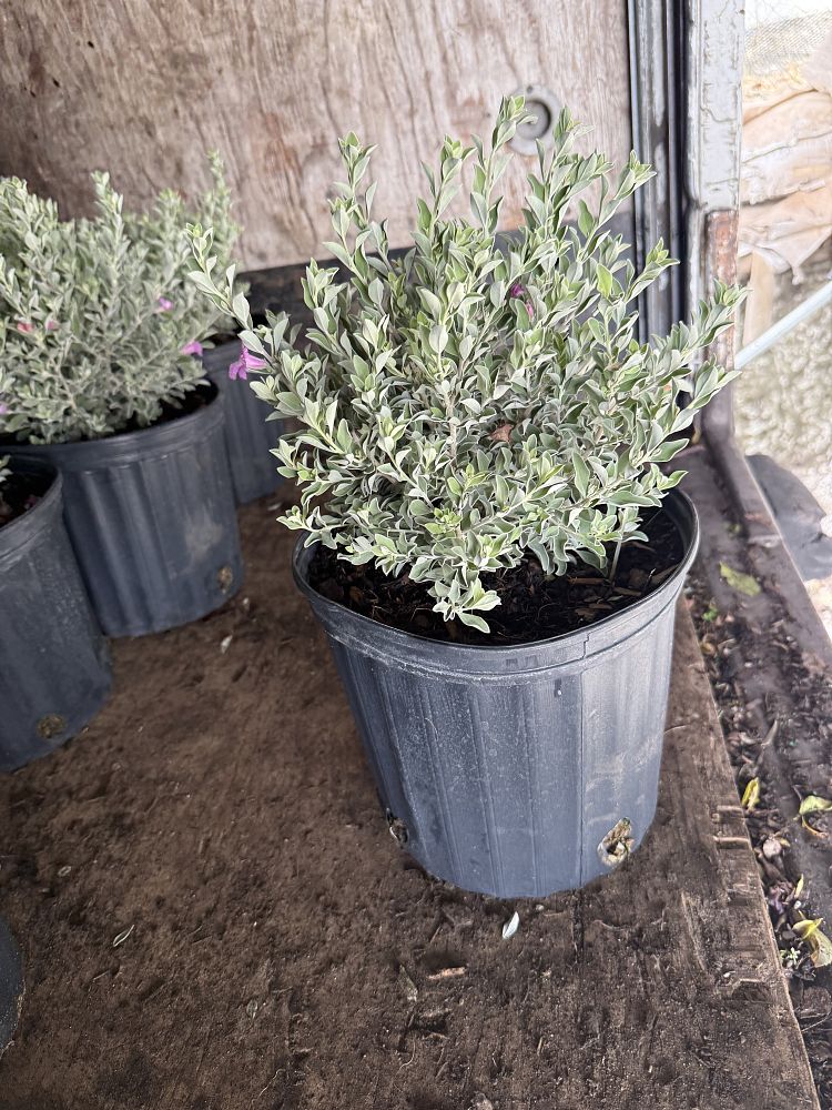 leucophyllum-frutescens-texas-sage-cenizo-barometer-bush-silverleaf-purple-sage-texas-ranger
