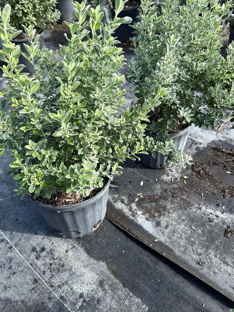 leucophyllum-frutescens-texas-sage-cenizo-barometer-bush-silverleaf-purple-sage-texas-ranger