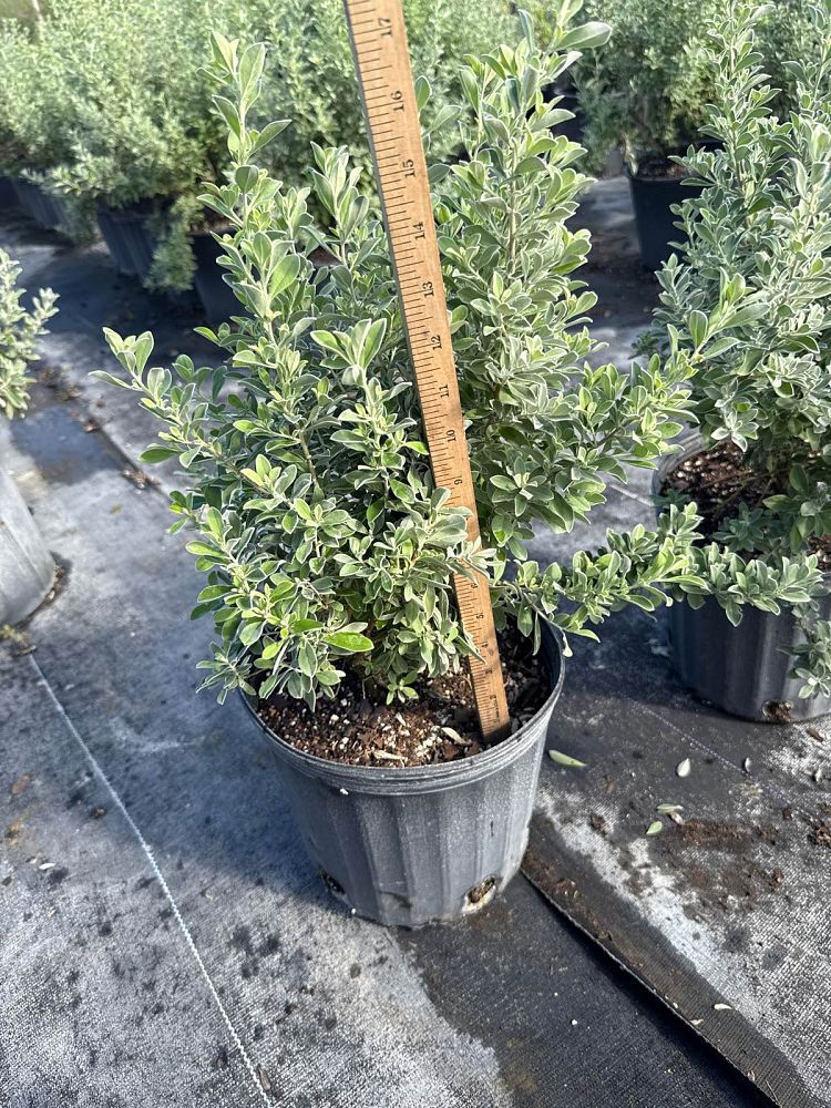 leucophyllum-frutescens-texas-sage-cenizo-barometer-bush-silverleaf-purple-sage-texas-ranger