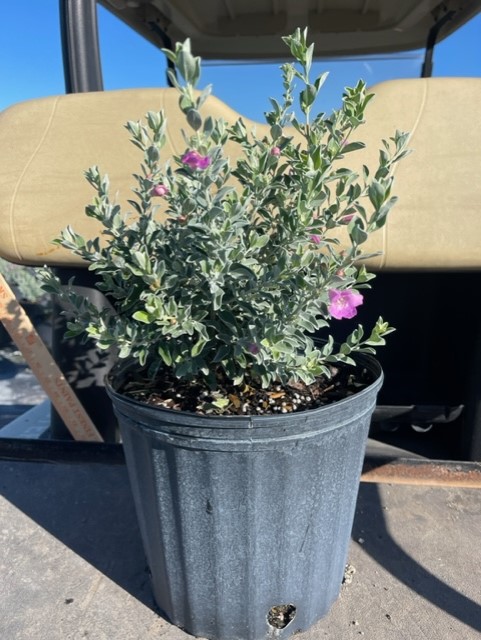 leucophyllum-frutescens-texas-sage-cenizo-barometer-bush-silverleaf-purple-sage-texas-ranger