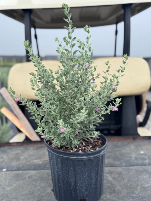 leucophyllum-frutescens-texas-sage-cenizo-barometer-bush-silverleaf-purple-sage-texas-ranger