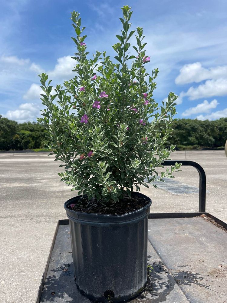 leucophyllum-frutescens-texas-sage-cenizo-barometer-bush-silverleaf-purple-sage-texas-ranger