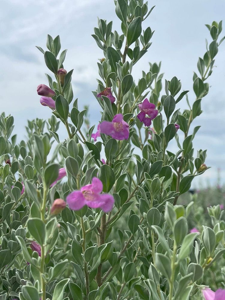 leucophyllum-frutescens-texas-sage-cenizo-barometer-bush-silverleaf-purple-sage-texas-ranger