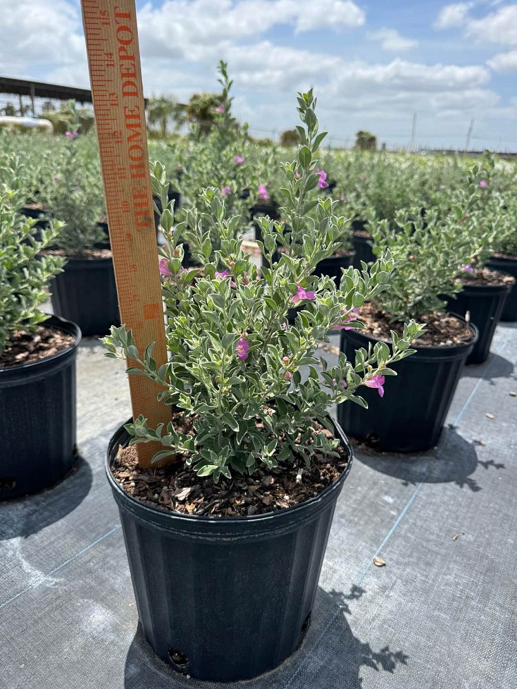 leucophyllum-frutescens-texas-sage-cenizo-barometer-bush-silverleaf-purple-sage-texas-ranger