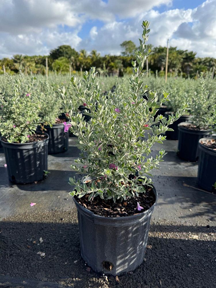 leucophyllum-frutescens-texas-sage-cenizo-barometer-bush-silverleaf-purple-sage-texas-ranger