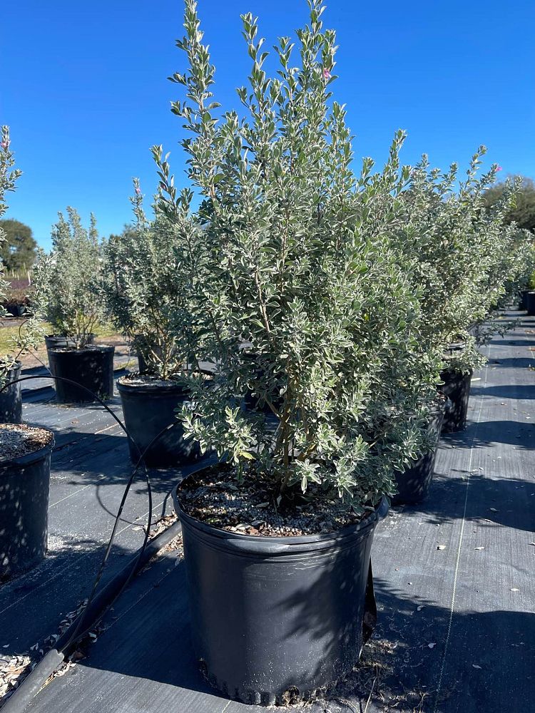 leucophyllum-frutescens-texas-sage-cenizo-barometer-bush-silverleaf-purple-sage-texas-ranger