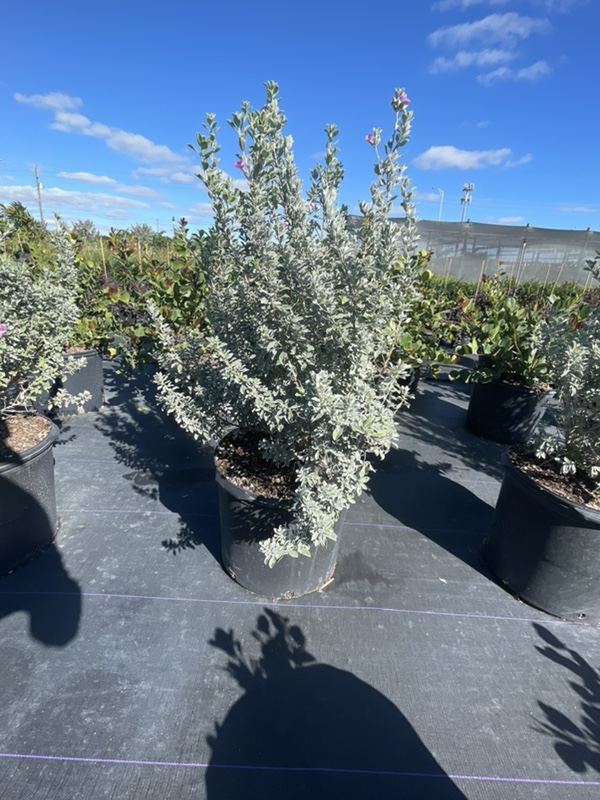 leucophyllum-frutescens-texas-sage-cenizo-barometer-bush-silverleaf-purple-sage-texas-ranger