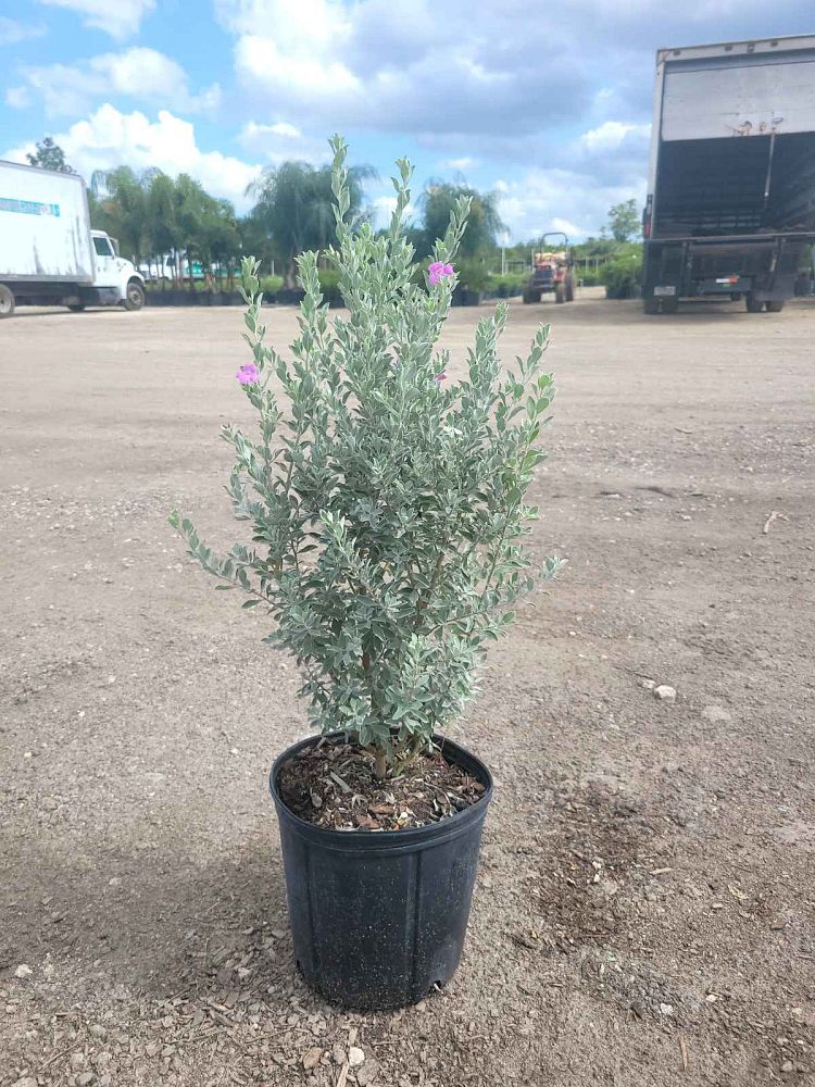 leucophyllum-frutescens-texas-sage-cenizo-barometer-bush-silverleaf-purple-sage-texas-ranger
