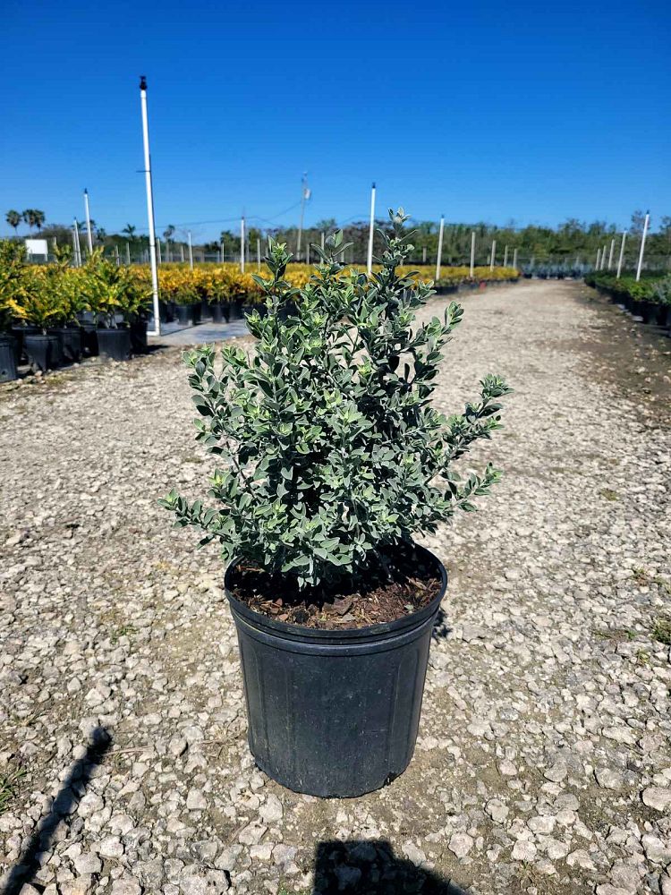 leucophyllum-frutescens-texas-sage-cenizo-barometer-bush-silverleaf-purple-sage-texas-ranger