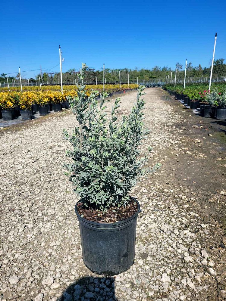 leucophyllum-frutescens-texas-sage-cenizo-barometer-bush-silverleaf-purple-sage-texas-ranger