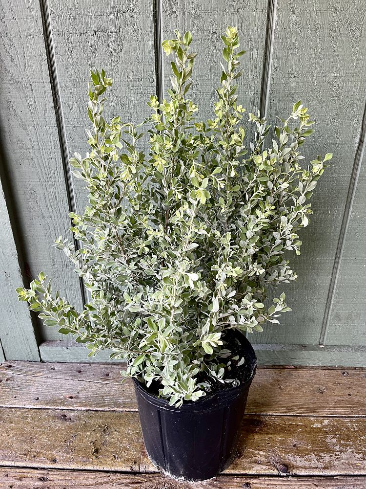 leucophyllum-frutescens-texas-sage-cenizo-barometer-bush-silverleaf-purple-sage-texas-ranger