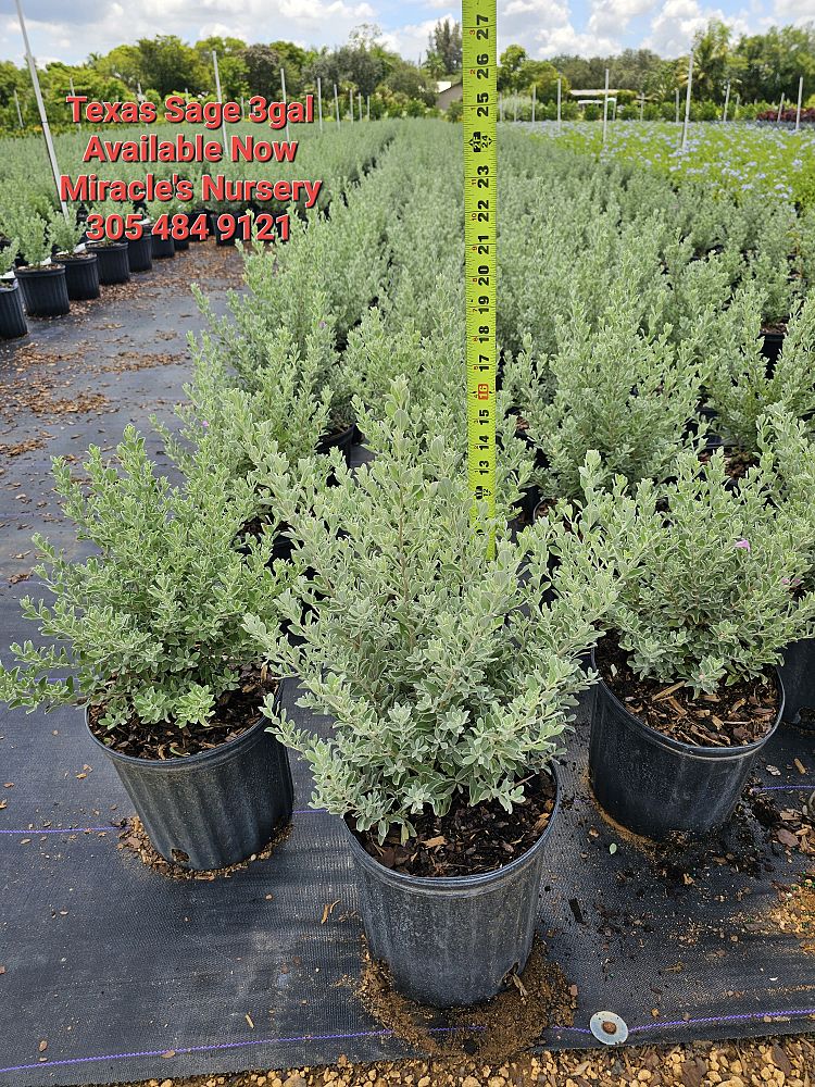 leucophyllum-frutescens-texas-sage-cenizo-barometer-bush-silverleaf-purple-sage-texas-ranger