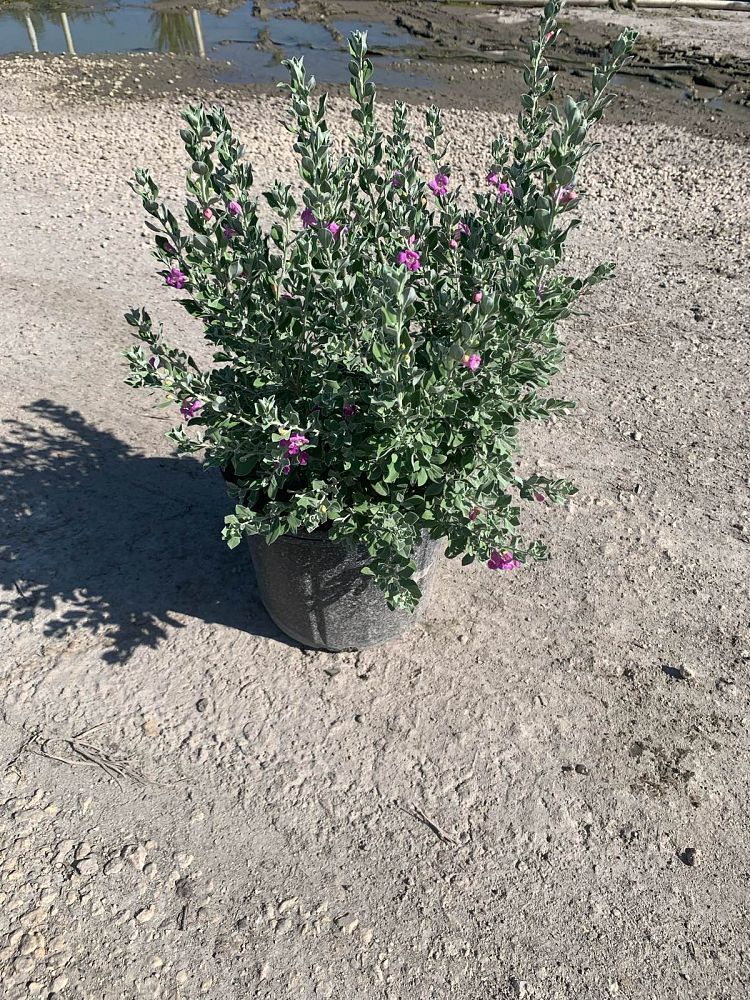 leucophyllum-frutescens-texas-sage-cenizo-barometer-bush-silverleaf-purple-sage-texas-ranger
