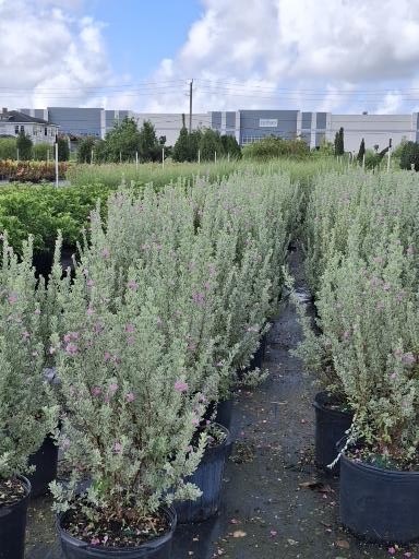 leucophyllum-frutescens-texas-sage-cenizo-barometer-bush-silverleaf-purple-sage-texas-ranger