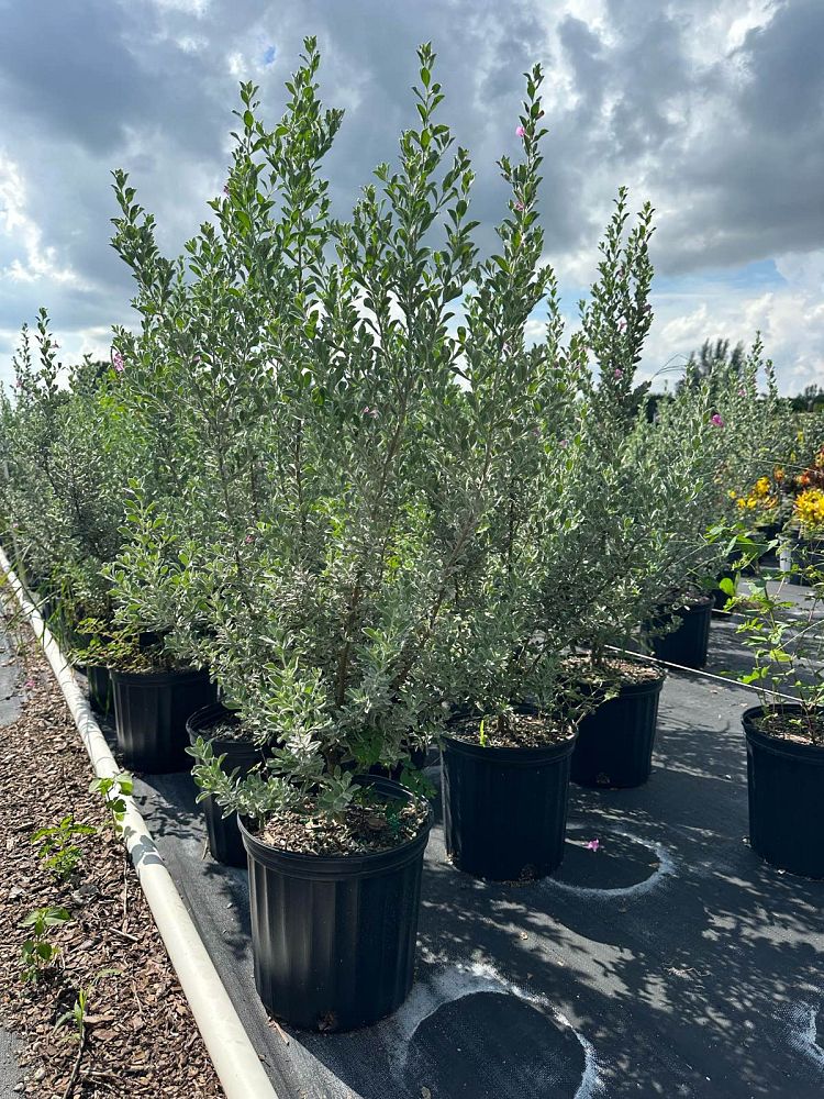 leucophyllum-frutescens-texas-sage-cenizo-barometer-bush-silverleaf-purple-sage-texas-ranger