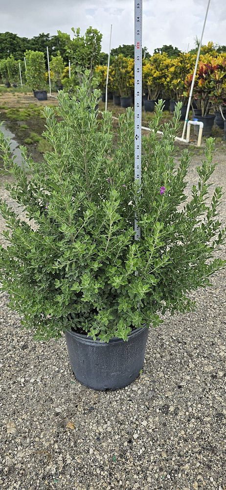 leucophyllum-frutescens-texas-sage-cenizo-barometer-bush-silverleaf-purple-sage-texas-ranger