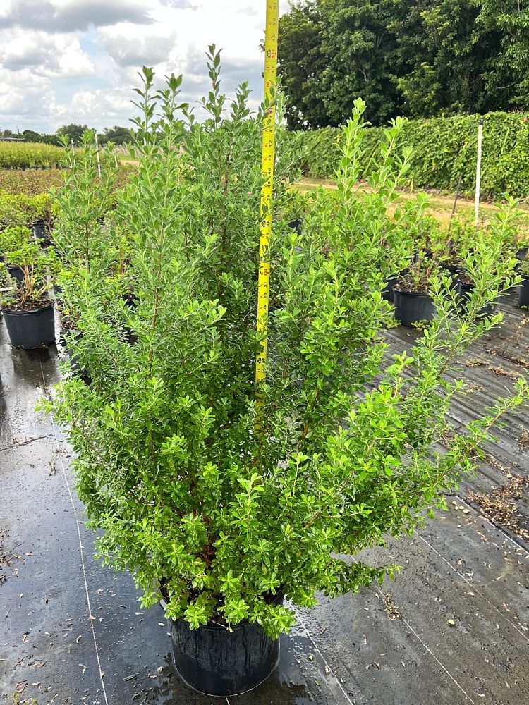 leucophyllum-frutescens-texas-sage-cenizo-barometer-bush-silverleaf-purple-sage-texas-ranger