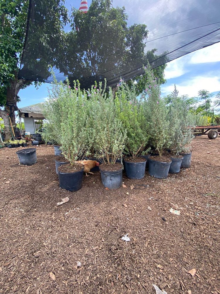 leucophyllum-frutescens-texas-sage-cenizo-barometer-bush-silverleaf-purple-sage-texas-ranger