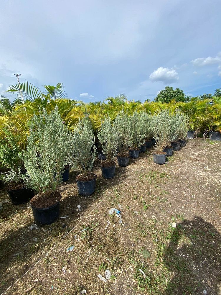 leucophyllum-frutescens-texas-sage-cenizo-barometer-bush-silverleaf-purple-sage-texas-ranger