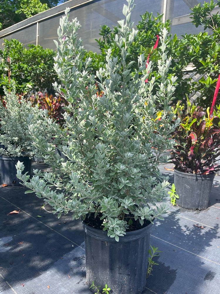leucophyllum-frutescens-texas-sage-cenizo-barometer-bush-silverleaf-purple-sage-texas-ranger