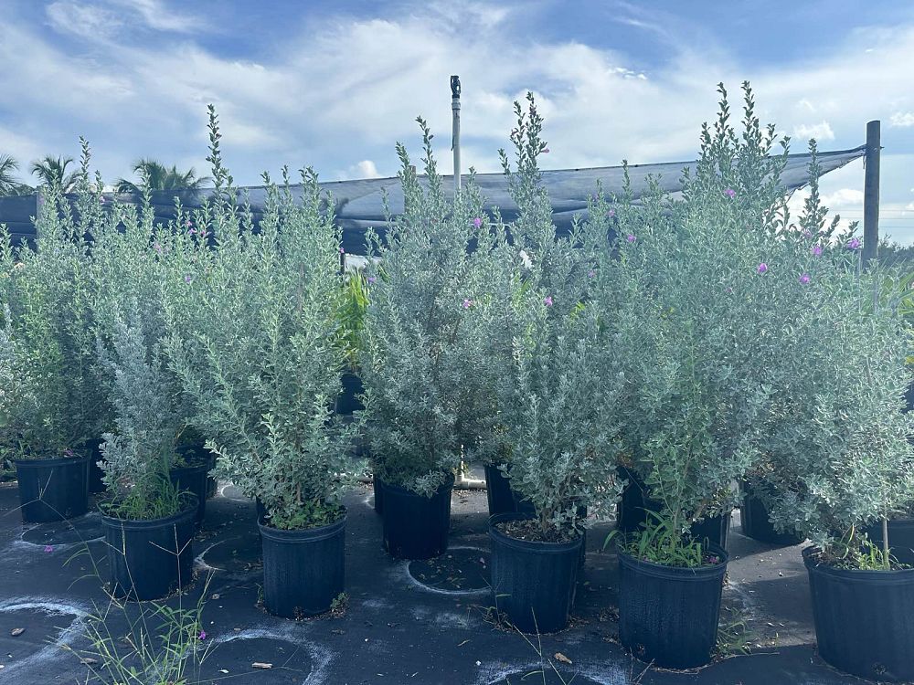 leucophyllum-frutescens-texas-sage-cenizo-barometer-bush-silverleaf-purple-sage-texas-ranger