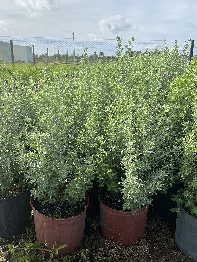 leucophyllum-frutescens-texas-sage-cenizo-barometer-bush-silverleaf-purple-sage-texas-ranger