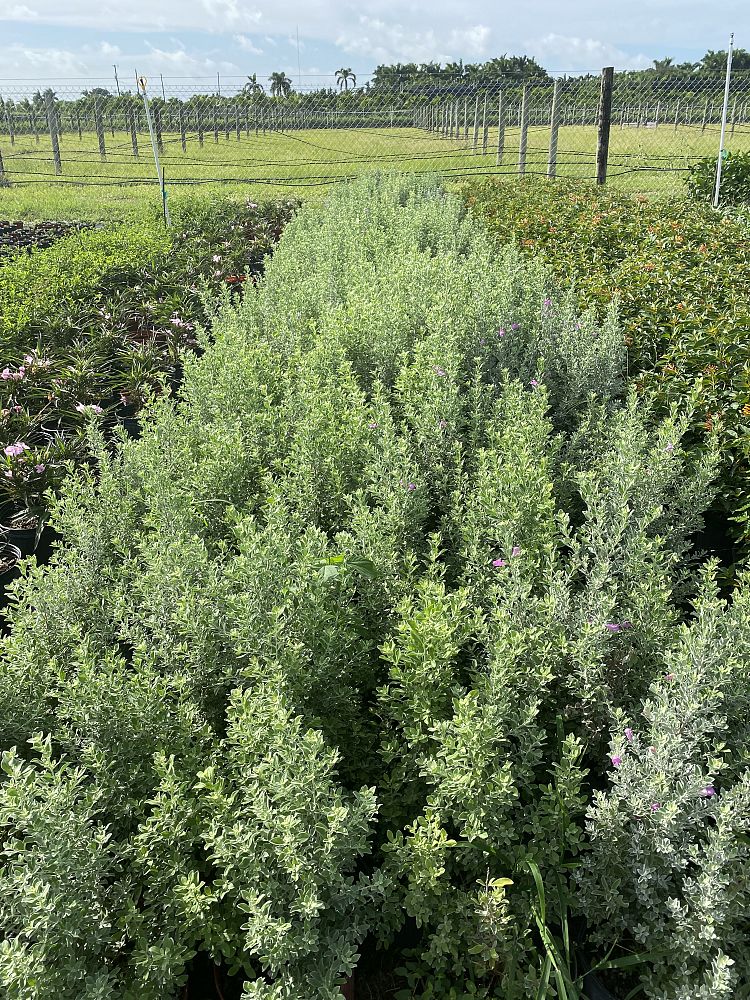 leucophyllum-frutescens-texas-sage-cenizo-barometer-bush-silverleaf-purple-sage-texas-ranger