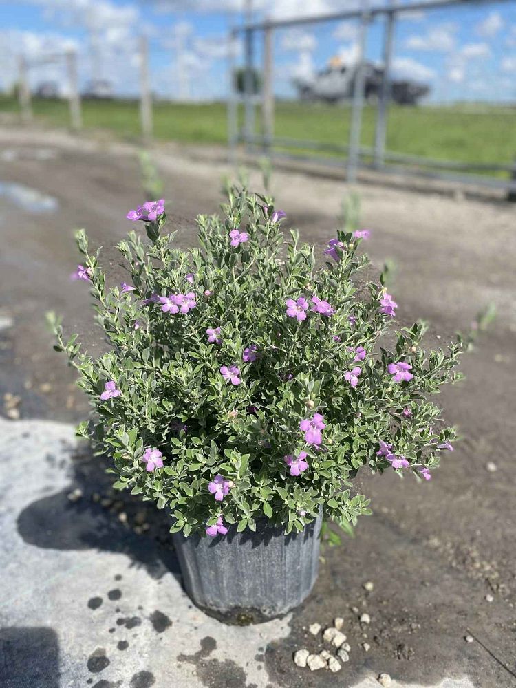 leucophyllum-frutescens-texas-sage-cenizo-barometer-bush-silverleaf-purple-sage-texas-ranger