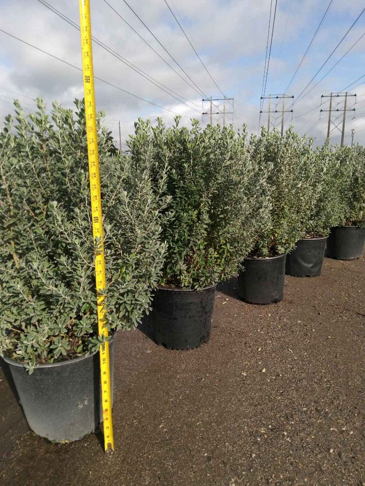 leucophyllum-frutescens-texas-sage-cenizo-barometer-bush-silverleaf-purple-sage-texas-ranger