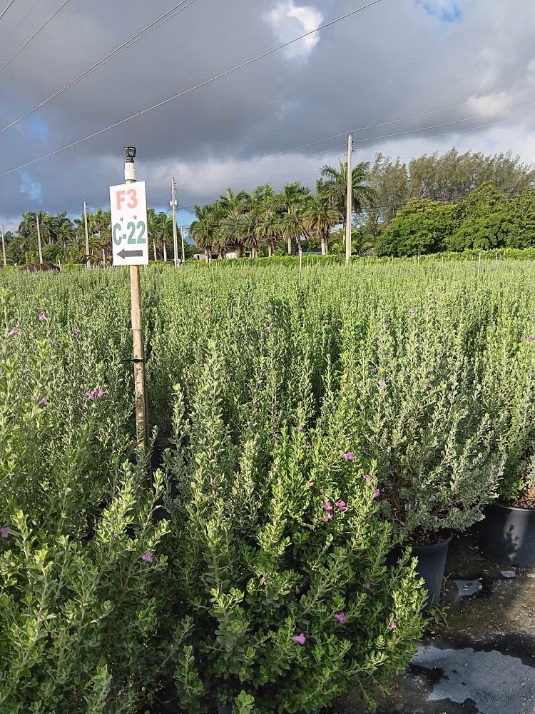 leucophyllum-frutescens-texas-sage-cenizo-barometer-bush-silverleaf-purple-sage-texas-ranger
