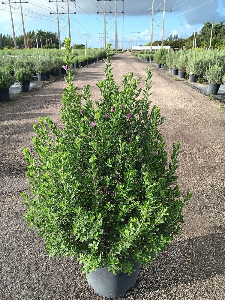 leucophyllum-frutescens-texas-sage-cenizo-barometer-bush-silverleaf-purple-sage-texas-ranger