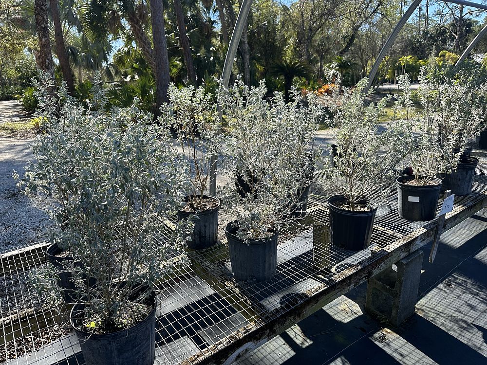 leucophyllum-frutescens-texas-sage-cenizo-barometer-bush-silverleaf-purple-sage-texas-ranger
