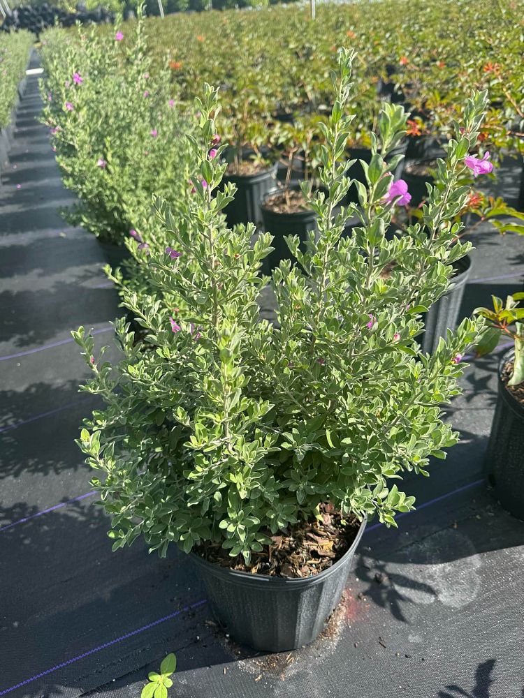 leucophyllum-frutescens-texas-sage-cenizo-barometer-bush-silverleaf-purple-sage-texas-ranger
