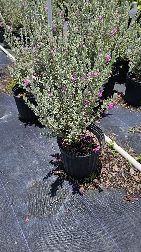 leucophyllum-frutescens-texas-sage-cenizo-barometer-bush-silverleaf-purple-sage-texas-ranger