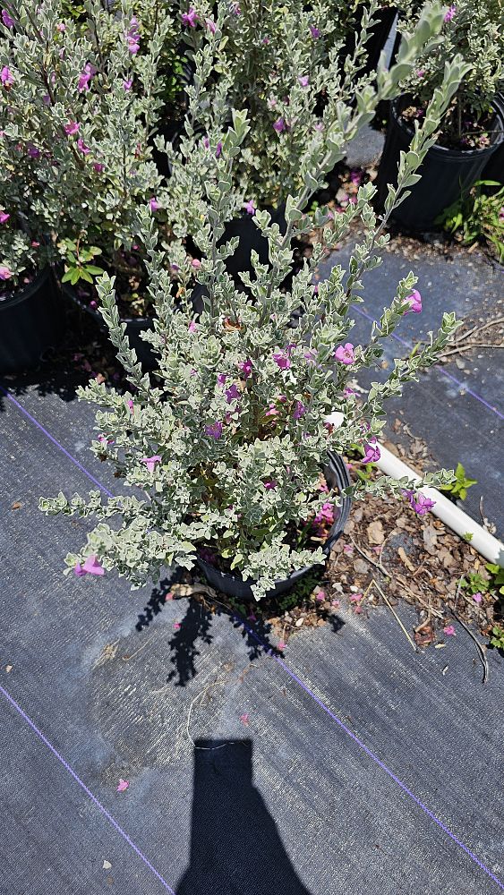leucophyllum-frutescens-texas-sage-cenizo-barometer-bush-silverleaf-purple-sage-texas-ranger