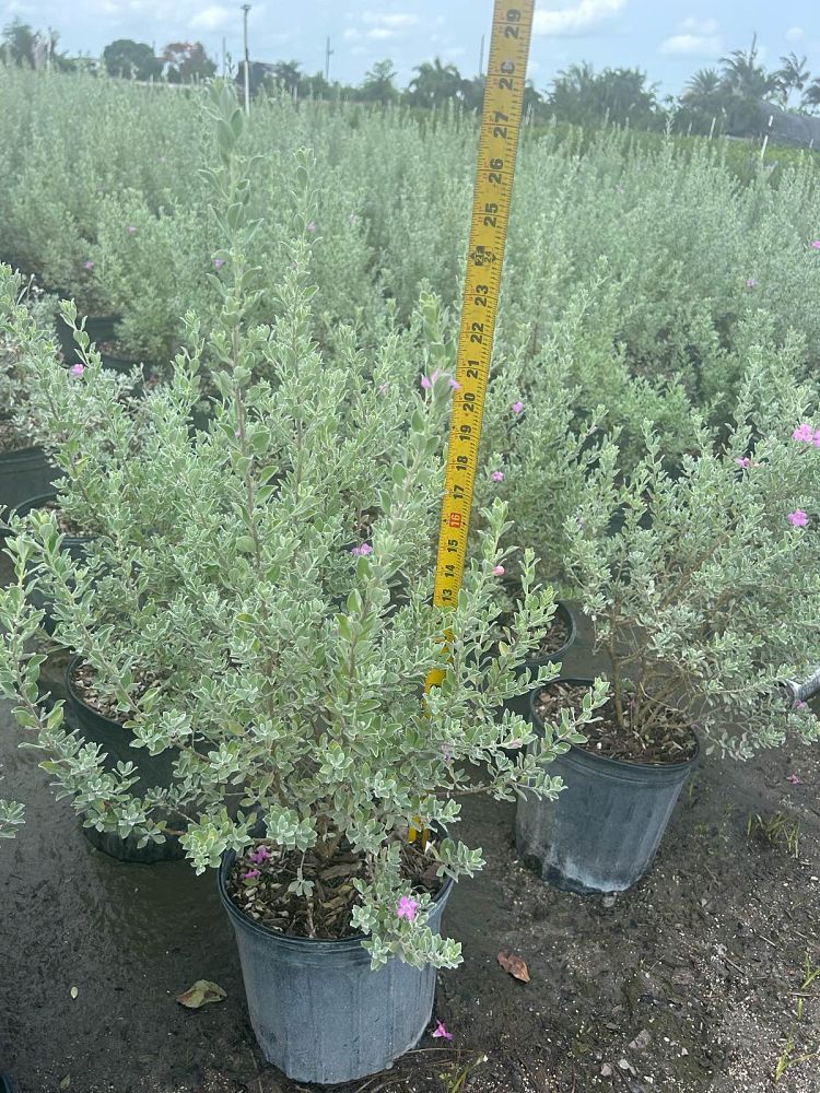 leucophyllum-frutescens-texas-sage-cenizo-barometer-bush-silverleaf-purple-sage-texas-ranger