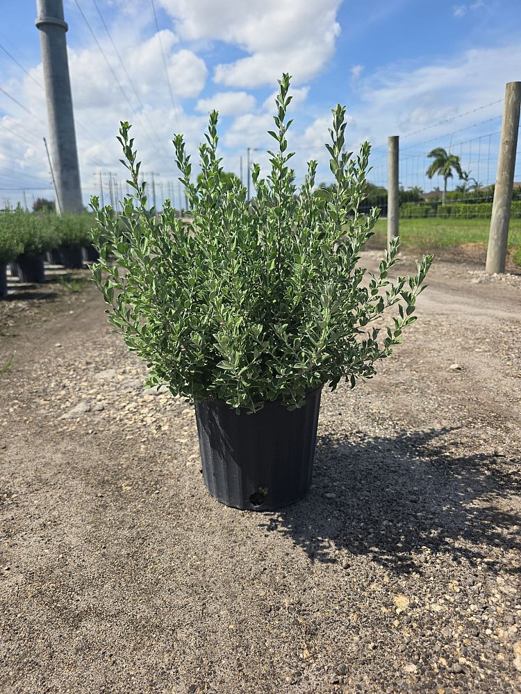 leucophyllum-frutescens-texas-sage-cenizo-barometer-bush-silverleaf-purple-sage-texas-ranger