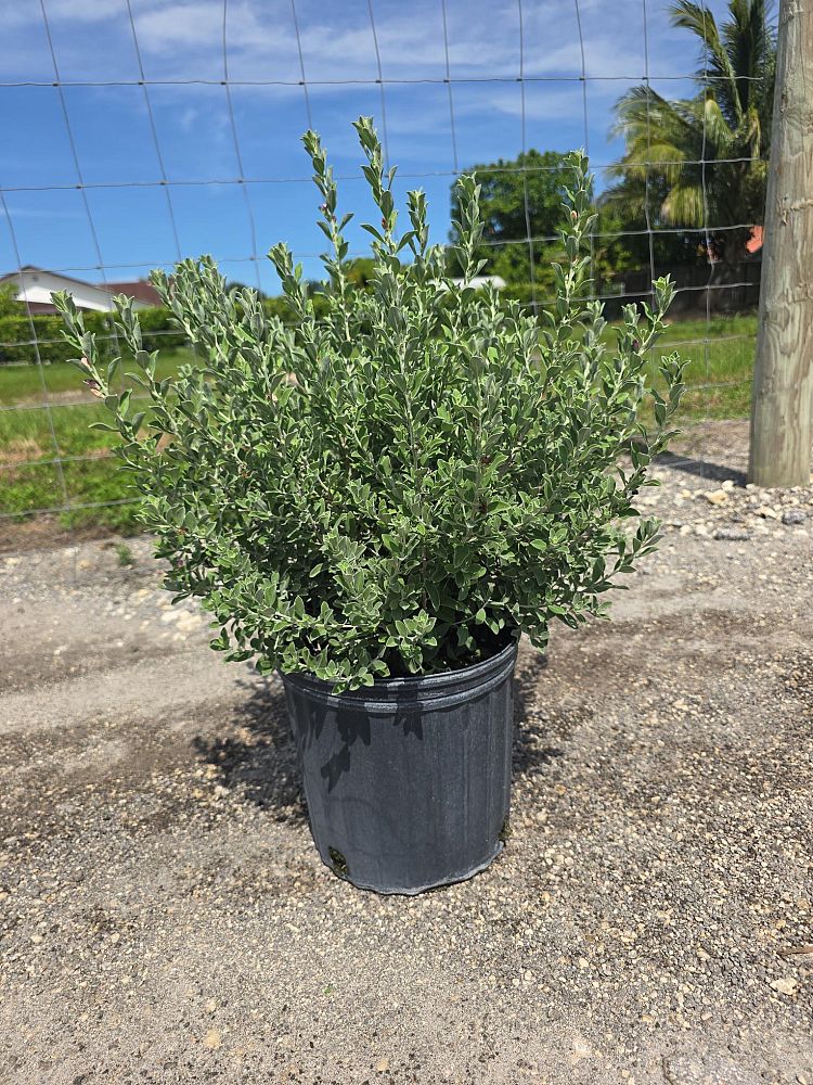 leucophyllum-frutescens-texas-sage-cenizo-barometer-bush-silverleaf-purple-sage-texas-ranger