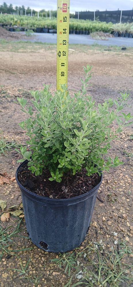 leucophyllum-frutescens-texas-sage-cenizo-barometer-bush-silverleaf-purple-sage-texas-ranger