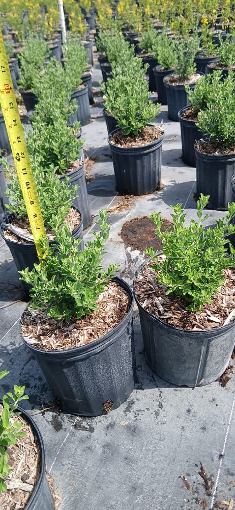 leucophyllum-frutescens-texas-sage-cenizo-barometer-bush-silverleaf-purple-sage-texas-ranger