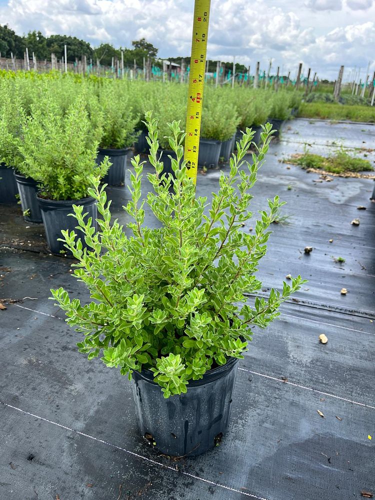 leucophyllum-frutescens-texas-sage-cenizo-barometer-bush-silverleaf-purple-sage-texas-ranger
